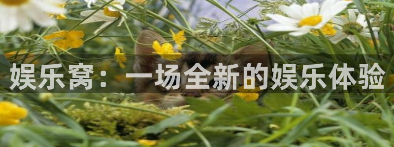 众腾娱乐：娱乐窝：一场全新的娱乐体验